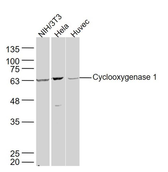 Cyclooxygenase 1 Antibody in Western Blot (WB)