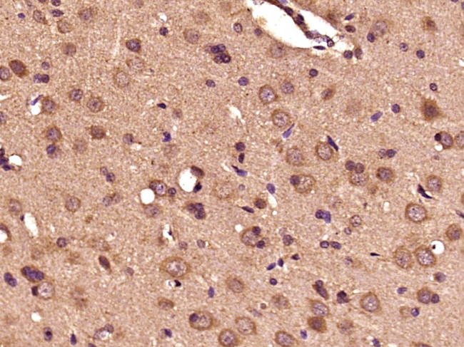 DBH Antibody in Immunohistochemistry (Paraffin) (IHC (P))