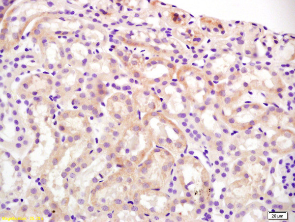 Slco1a1 Antibody in Immunohistochemistry (Paraffin) (IHC (P))