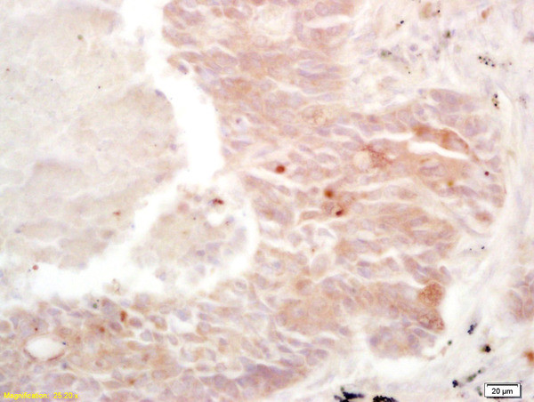 Cdk-associated cullin1 Antibody in Immunohistochemistry (Paraffin) (IHC (P))