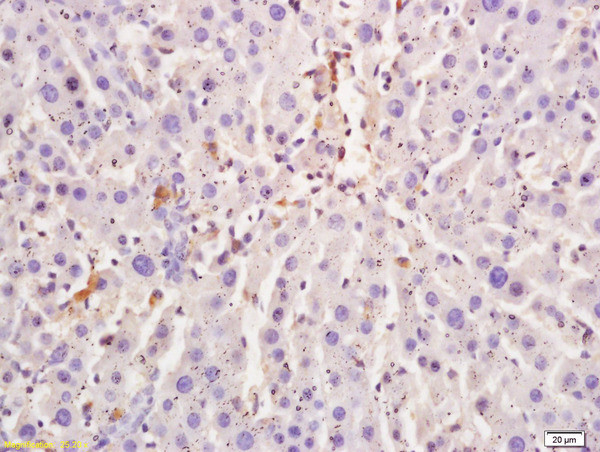 L-Citrulline Antibody in Immunohistochemistry (Paraffin) (IHC (P))