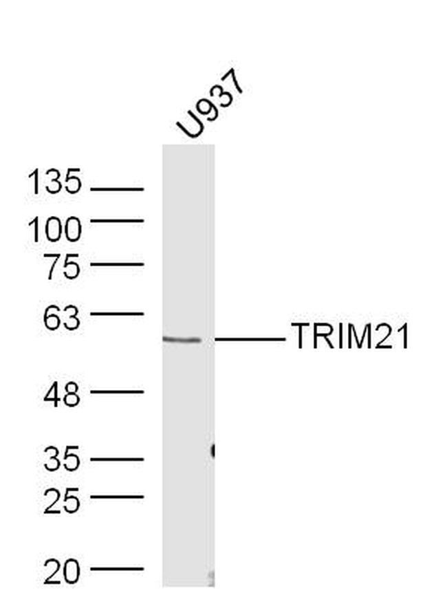 TRIM21 Antibody in Western Blot (WB)