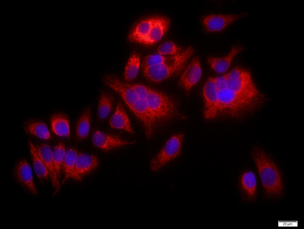 P38 MAPK Antibody in Immunocytochemistry (ICC/IF)