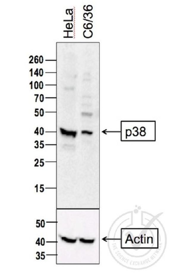 P38 MAPK Antibody in Western Blot (WB)