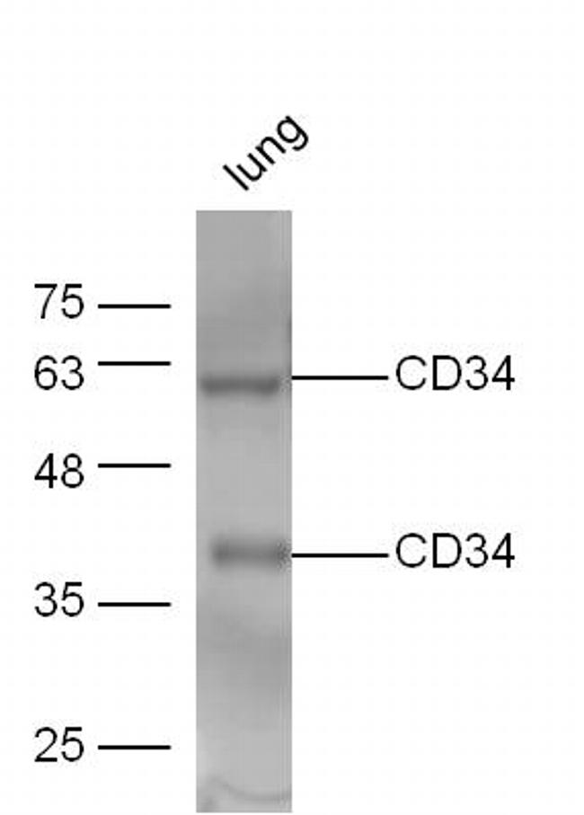 CD34 Antibody in Western Blot (WB)