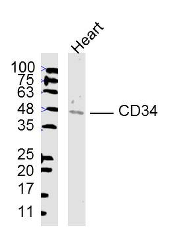 CD34 Antibody in Western Blot (WB)