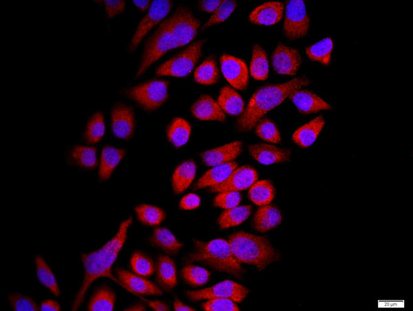 Connexin 43 Antibody in Immunocytochemistry (ICC/IF)