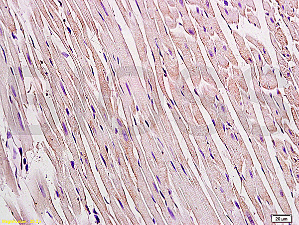 Connexin 43 Antibody in Immunohistochemistry (Paraffin) (IHC (P))