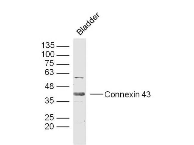 Connexin 43 Antibody in Western Blot (WB)