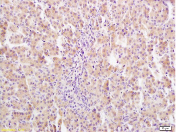 GHR Antibody in Immunohistochemistry (Paraffin) (IHC (P))