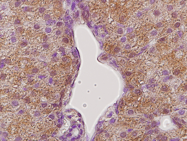 GHR Antibody in Immunohistochemistry (Paraffin) (IHC (P))