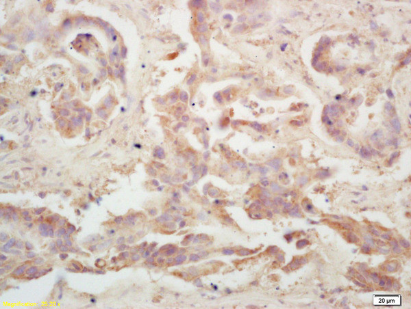 LRP Antibody in Immunohistochemistry (Paraffin) (IHC (P))