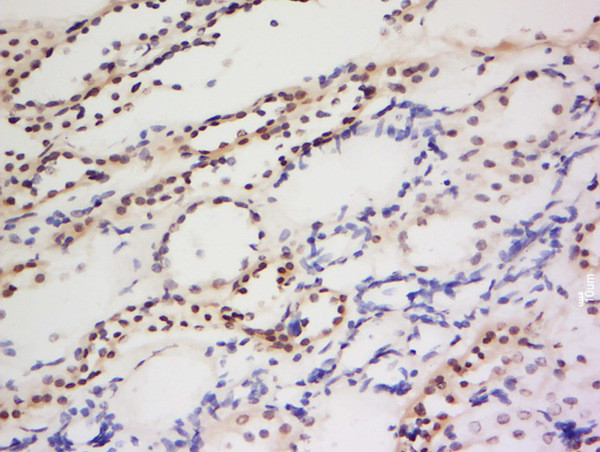 PIWIL1 Antibody in Immunohistochemistry (Paraffin) (IHC (P))