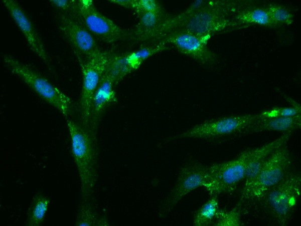 Fibronectin Antibody in Immunocytochemistry (ICC/IF)