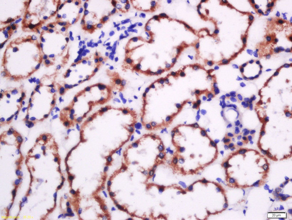 Fibronectin Antibody in Immunohistochemistry (Paraffin) (IHC (P))