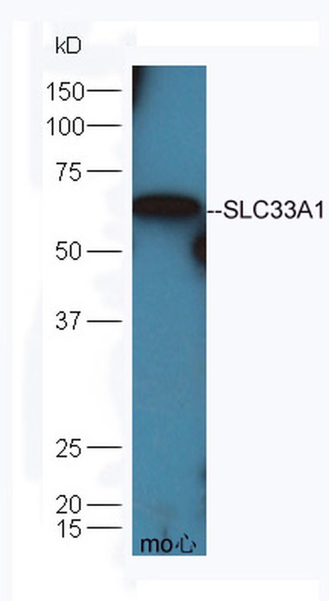 SLC33A1 Antibody in Western Blot (WB)