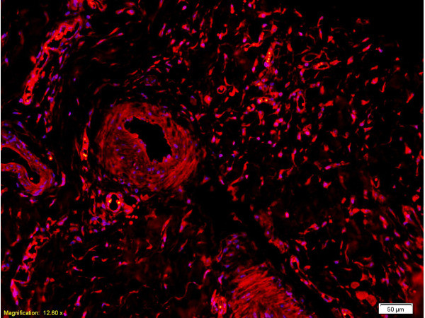 Collagen 2 Antibody in Immunohistochemistry (Paraffin) (IHC (P))