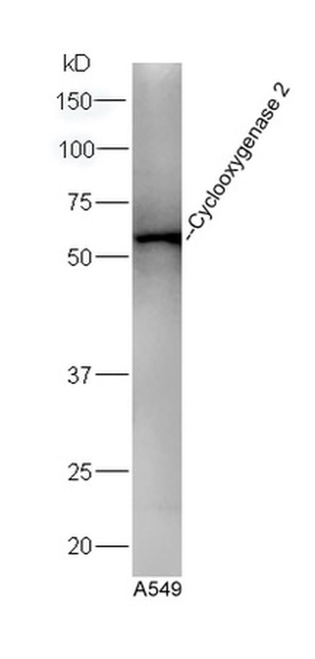 Cyclooxygenase 2 Antibody in Western Blot (WB)