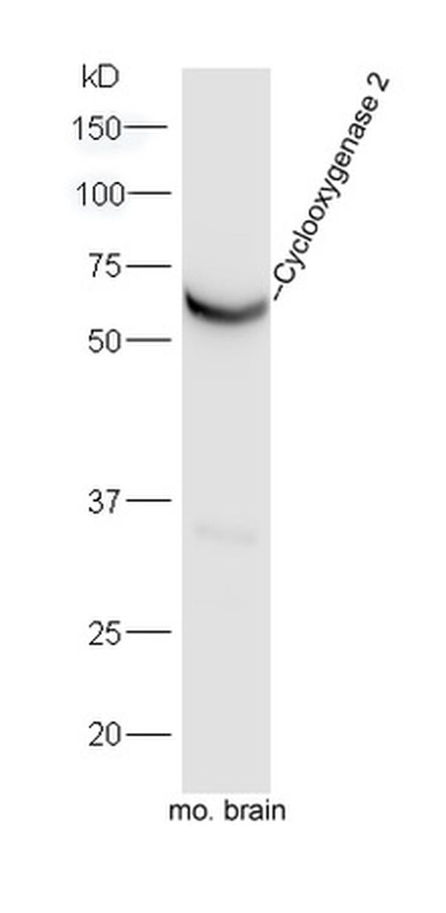 Cyclooxygenase 2 Antibody in Western Blot (WB)