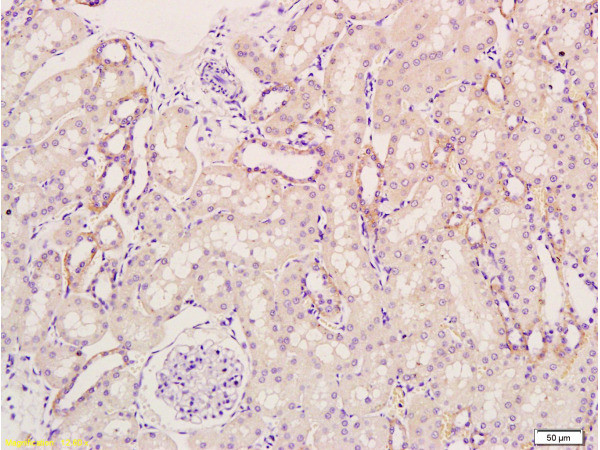 KGF Antibody in Immunohistochemistry (Paraffin) (IHC (P))