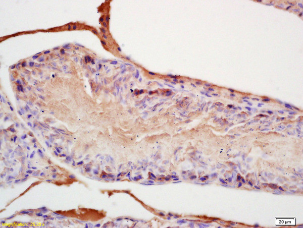 FGF8 Antibody in Immunohistochemistry (Paraffin) (IHC (P))