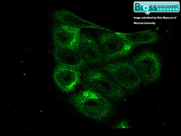 HIF-1 Alpha Antibody in Immunocytochemistry (ICC/IF)