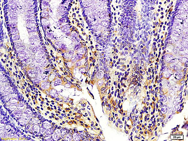 Kisspeptin Antibody in Immunohistochemistry (Paraffin) (IHC (P))