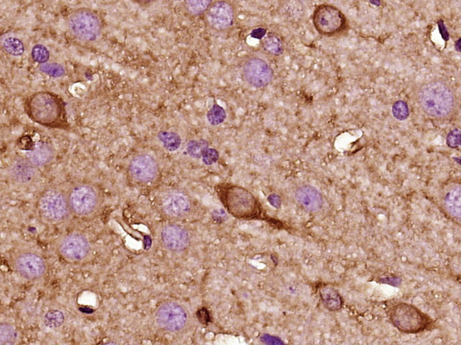 Kisspeptin Antibody in Immunohistochemistry (Paraffin) (IHC (P))