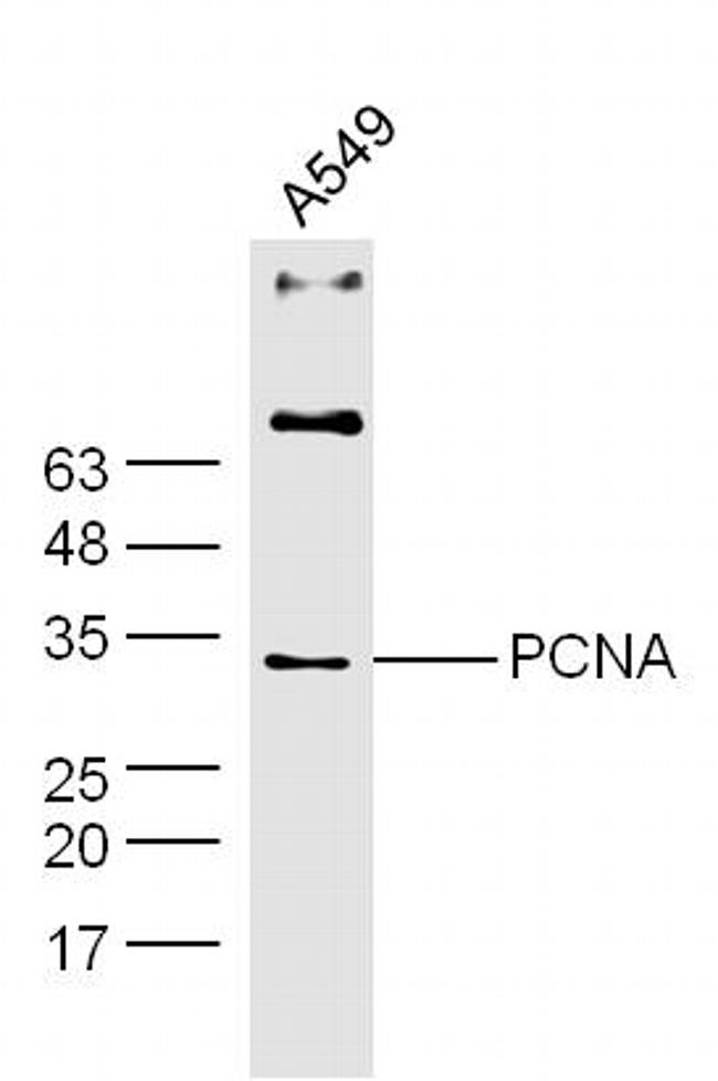 PCNA Antibody in Western Blot (WB)