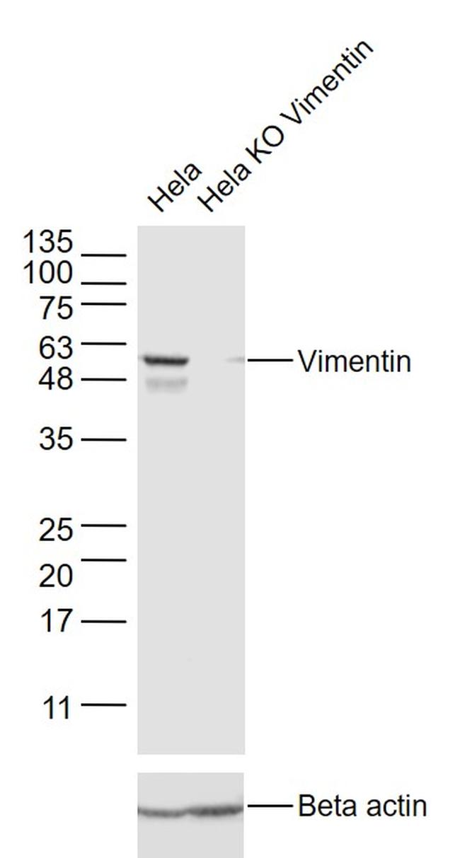 Vimentin Antibody in Western Blot (WB)