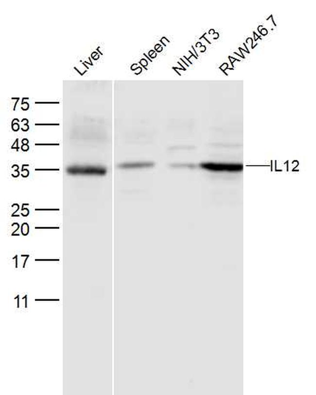 IL-12 alpha Antibody in Western Blot (WB)