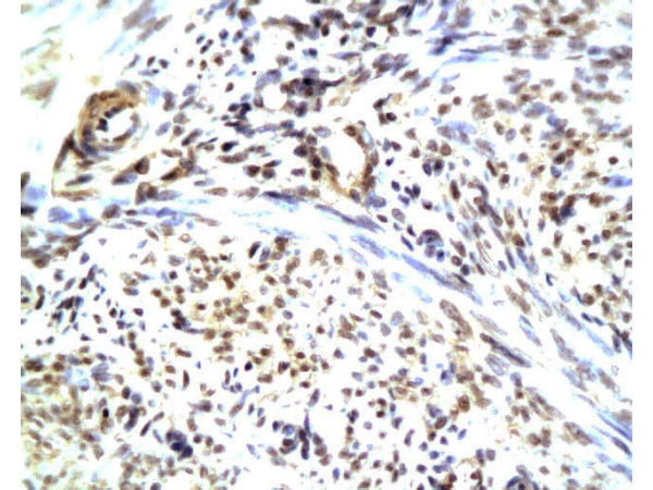 CGRP Antibody in Immunohistochemistry (Paraffin) (IHC (P))