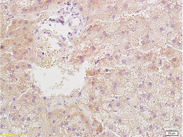 Resistin Antibody in Immunohistochemistry (Paraffin) (IHC (P))