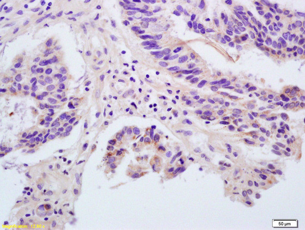 Angiopoietin 1 Antibody in Immunohistochemistry (Paraffin) (IHC (P))