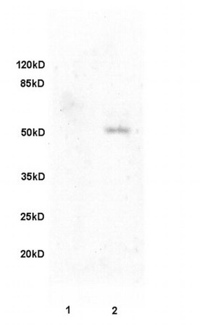 Fibulin 5 Antibody in Western Blot (WB)