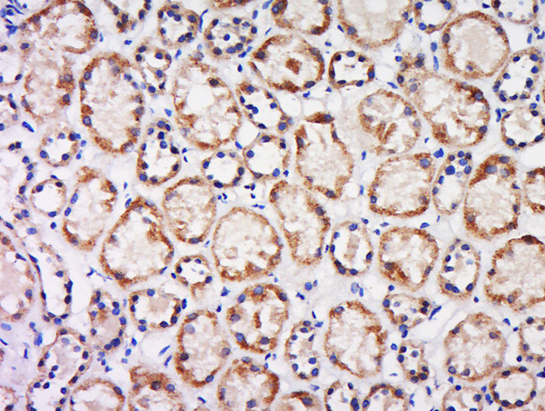 CX3CL1 Antibody in Immunohistochemistry (Paraffin) (IHC (P))