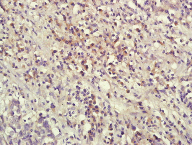 IL-1 Beta Antibody in Immunohistochemistry (Paraffin) (IHC (P))