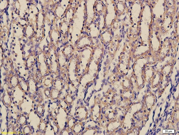 laminin Antibody in Immunohistochemistry (Paraffin) (IHC (P))