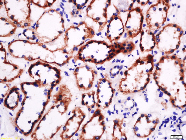 laminin Antibody in Immunohistochemistry (Paraffin) (IHC (P))