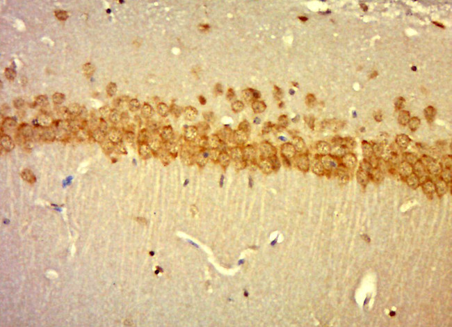 laminin Antibody in Immunohistochemistry (Paraffin) (IHC (P))