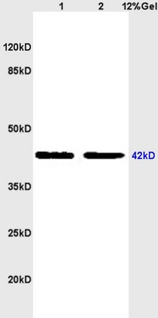 Thrombin receptor Antibody in Western Blot (WB)