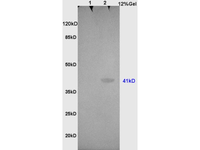 OCT4 Antibody in Western Blot (WB)