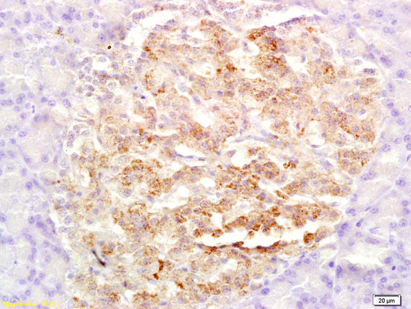 GLP-2 Antibody in Immunohistochemistry (Paraffin) (IHC (P))