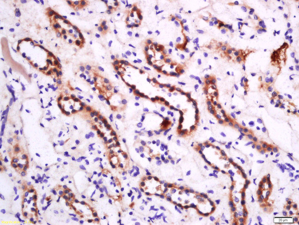 APOA1 Antibody in Immunohistochemistry (Paraffin) (IHC (P))