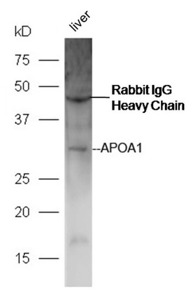 APOA1 Antibody in Western Blot (WB)