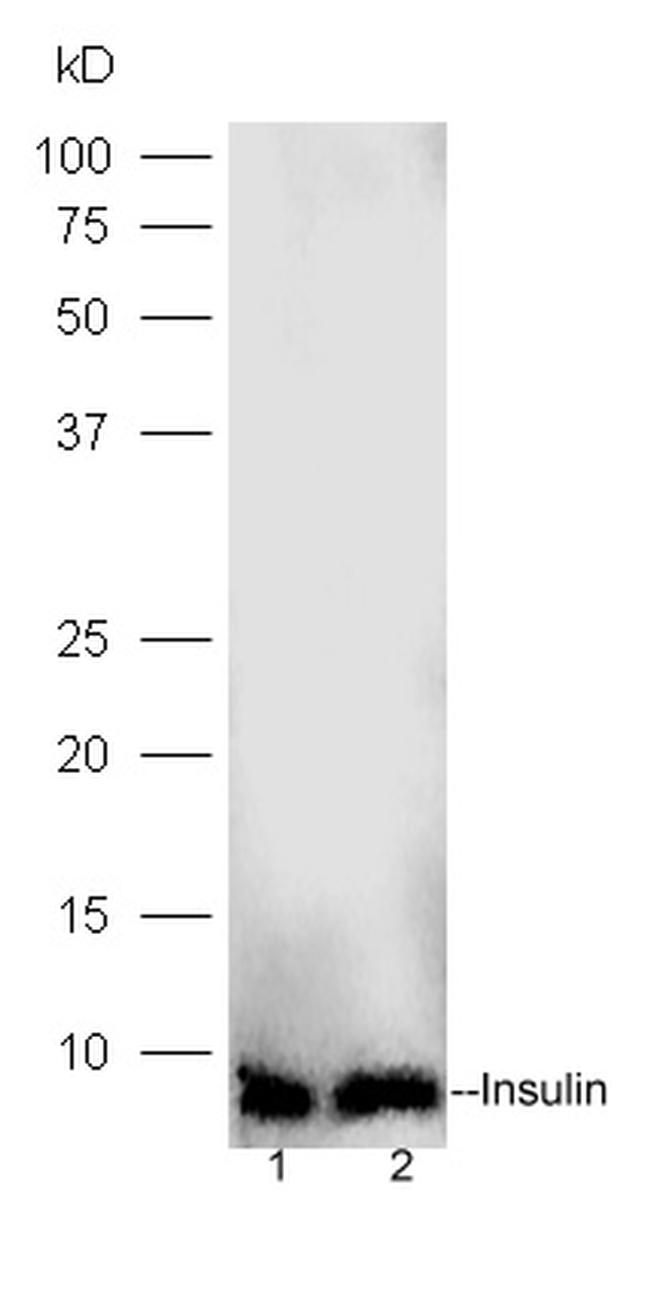 Insulin Antibody in Western Blot (WB)