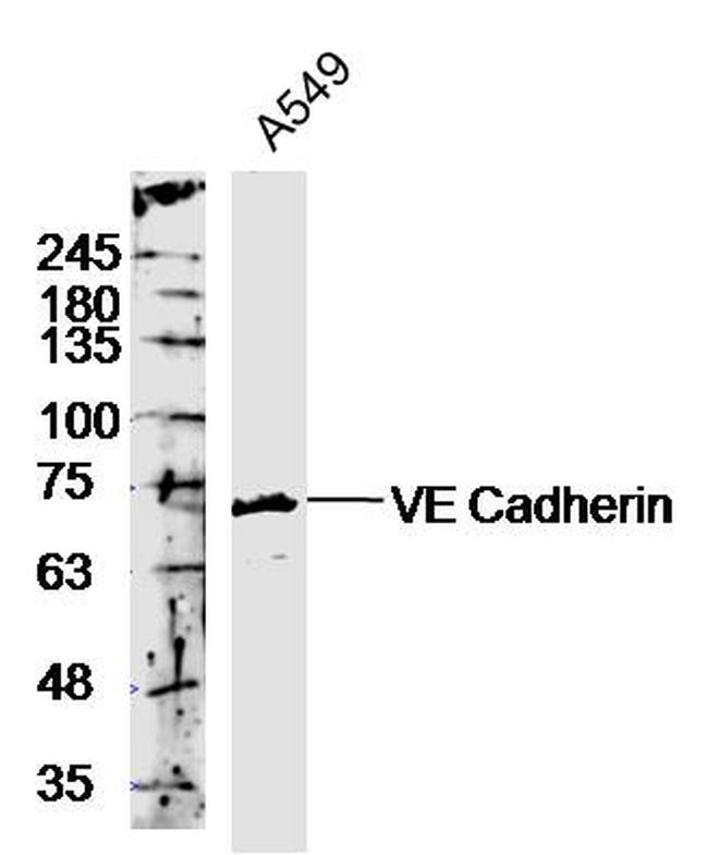 VE Cadherin Antibody in Western Blot (WB)