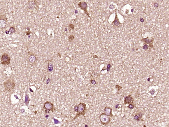 HSP90 alpha Antibody in Immunohistochemistry (Paraffin) (IHC (P))