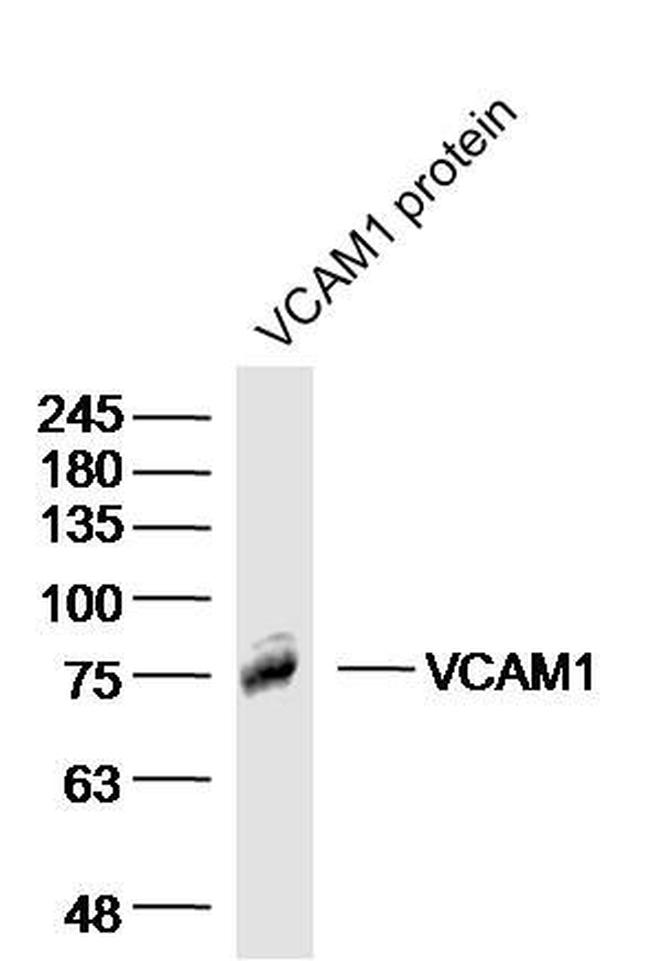 VCAM1 Antibody in Western Blot (WB)