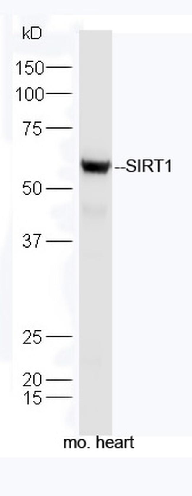 SIRT1 Antibody in Western Blot (WB)